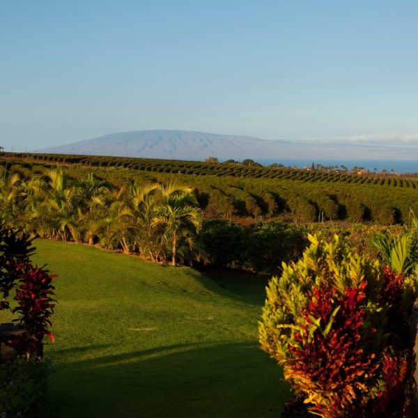 Hawaii Luxury Vacation Coffee Farm