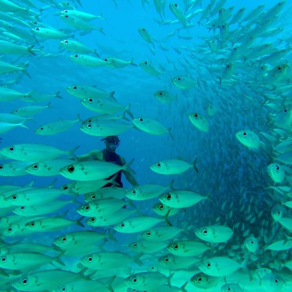 Hawaii Luxury Vacation Scuba Diving Fish School