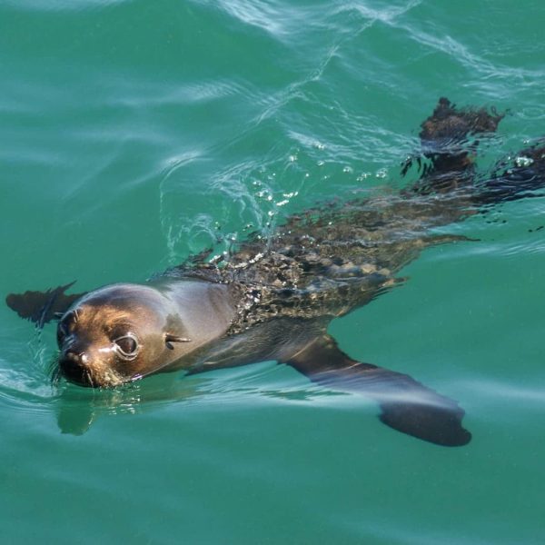 Auckland Harbour wildlife