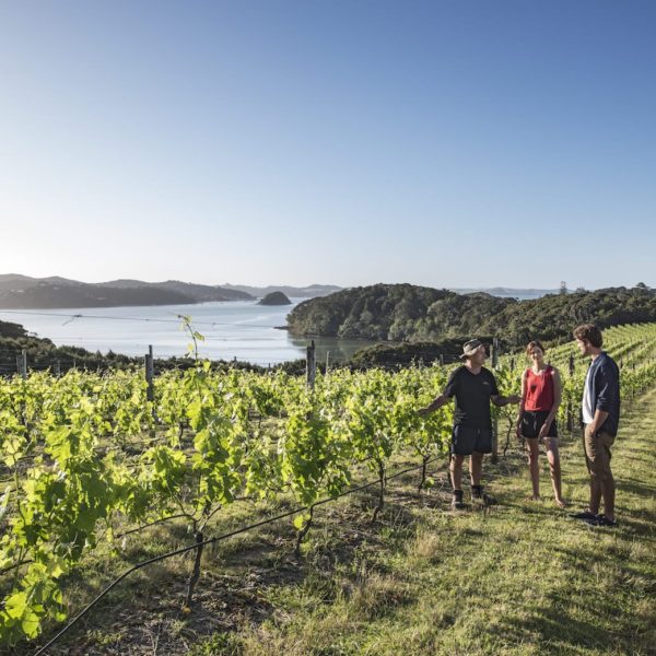 Vineyard Bay Of Islands Northland