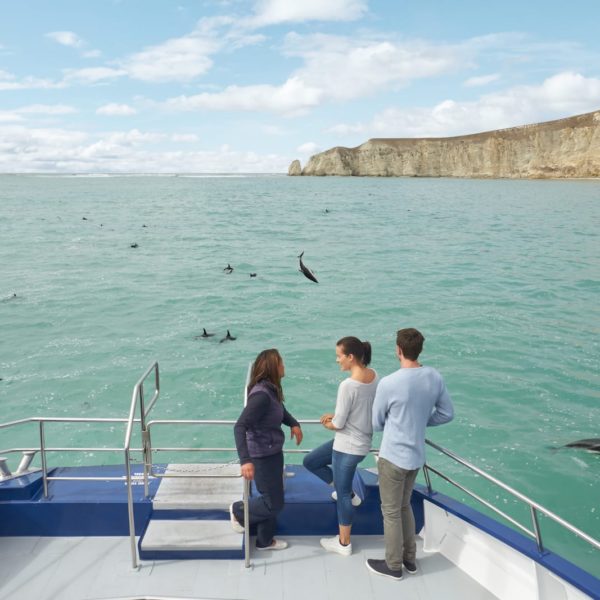 Kaikoura Canterbury Dolphin Adventures Watching Cruise