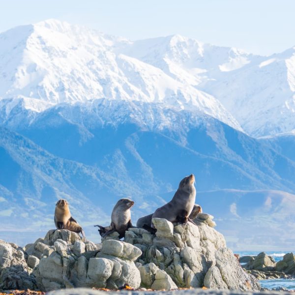 Mountains Snowcapped Wildlife Kaikoura Canterbury