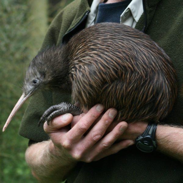 Otorohanga Kiwi House and Native Bird Park