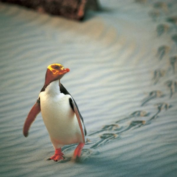 Penguin Place