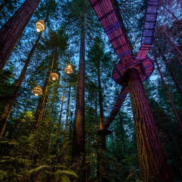 Redwoods Treewalk Night Rotorua