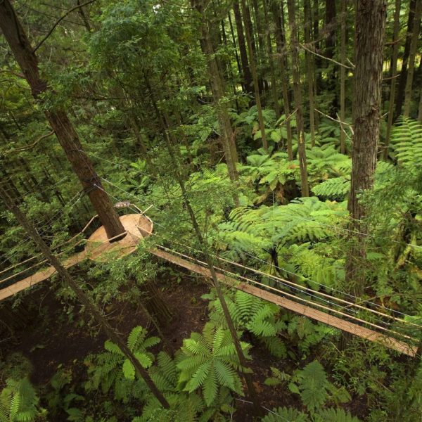 Redwoods Treewalk Rotorua