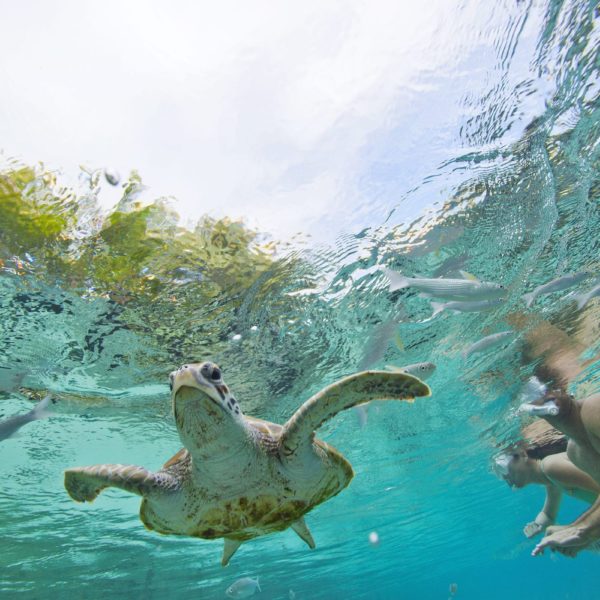 Tahiti Bora Bora Snorkeling Sea Turtles
