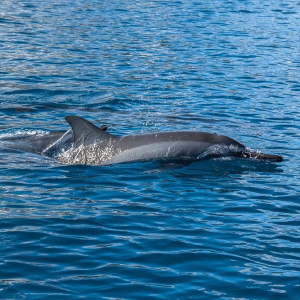 Tahiti Dolphon Watching Ocean