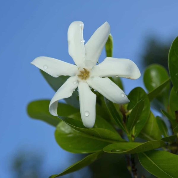 Tahiti Moorea Flower Dew Drops