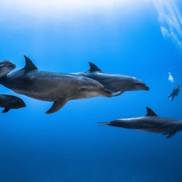 Tahiti Scuba Diving Dolphins