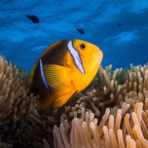 Tahiti Scuba Diving Fish