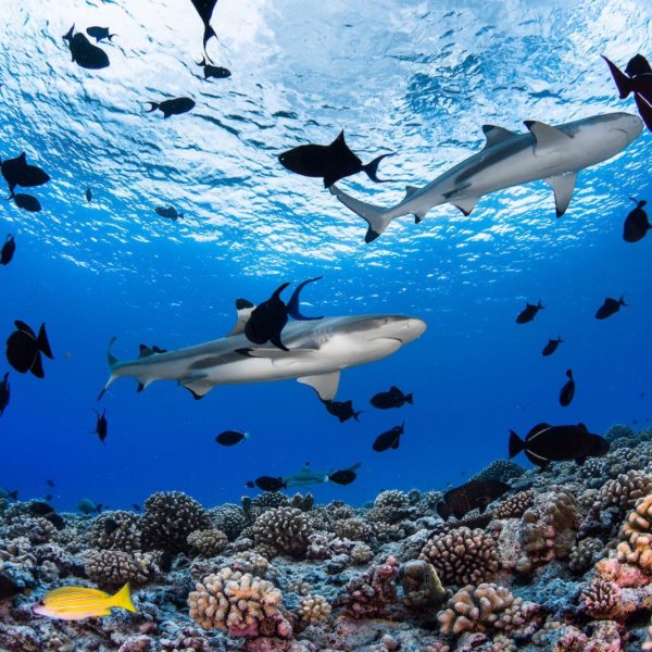Tahiti Scuba Diving Reef Sharks