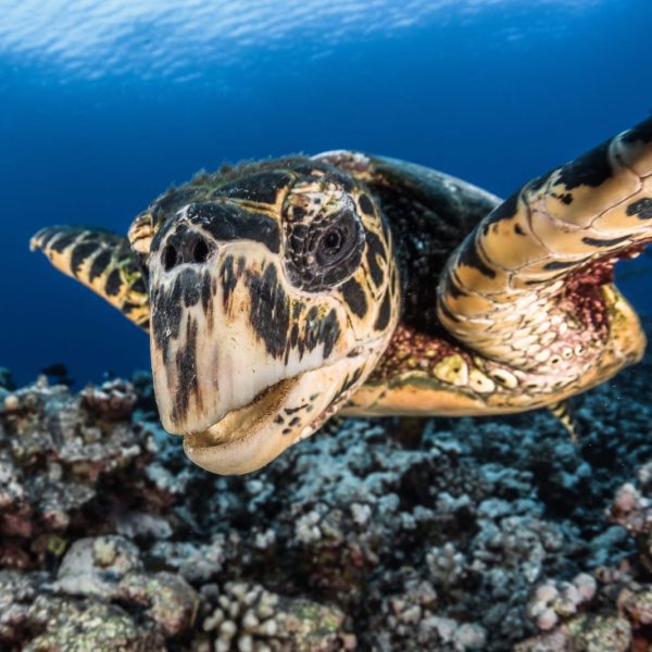 Tahiti Scuba Diving Sea Turtle Wildlife