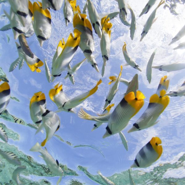 Tahiti Snorkeling School of Fish