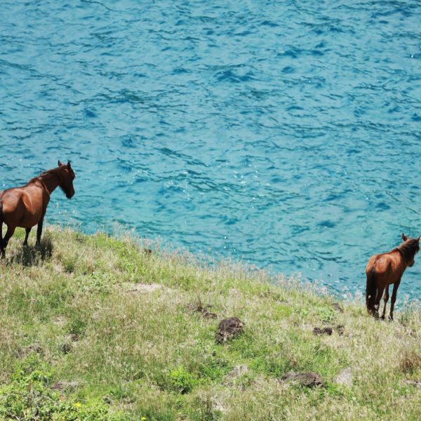 Tahiti Ua Huka Wild Horses wild grass ocean