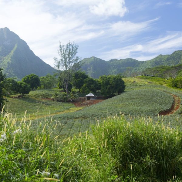 Tahiti moorea lush vegetation explore adventure