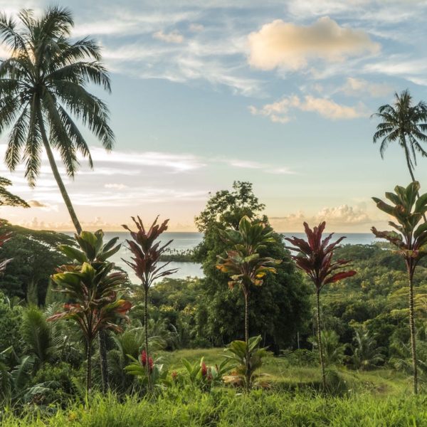 Tahiti raiatea hiking tropical plants palm trees ocean