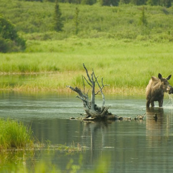 Alaska Luxury Vacation Denali Highway Moose River Grass