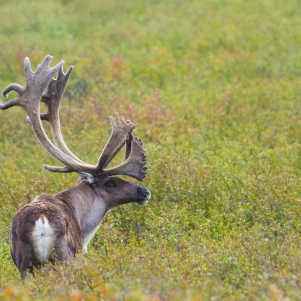 Alaska Luxury Vacation Denali National Park Moose Antlers