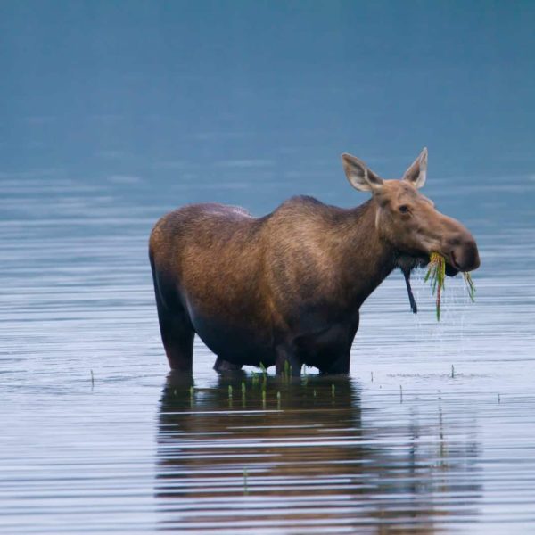 Alaska Luxury Vacation Denali National Park Wildlife Moose
