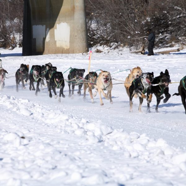 Alaska Luxury Vacation Fairbanks Dogsled Race