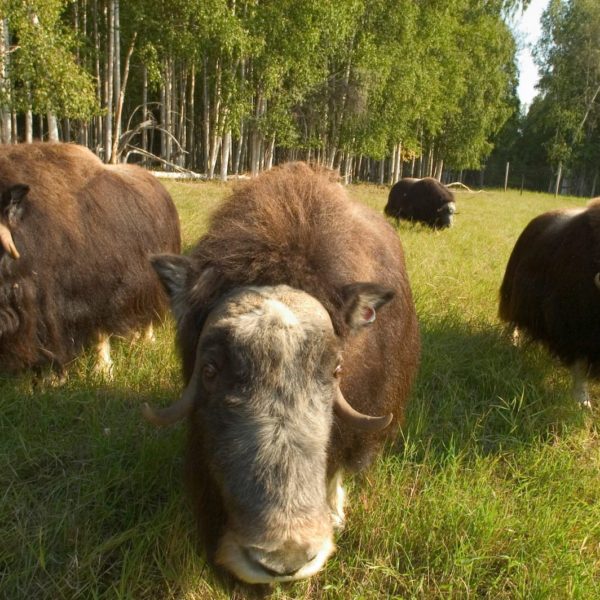Alaska Luxury Vacation Fairbanks Musk Ox Group