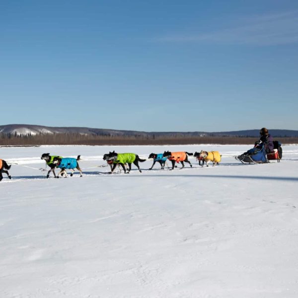 Alaska Luxury Vacation Galena Dog Sled Race