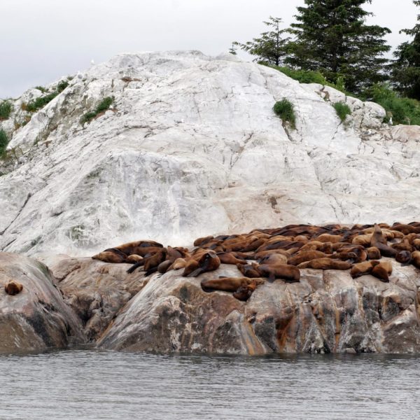 Alaska Luxury Vacation Glacier Bay National Park And Preserve Sea Lions