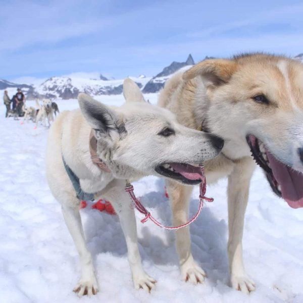 Alaska Luxury Vacation Juneau Dog Sled Team Break Love