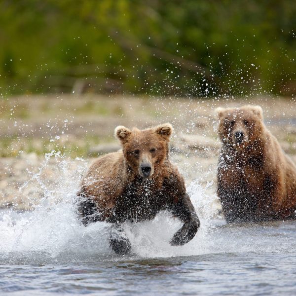 Alaska Luxury Vacation Katmai National Park Bears Playing In Water