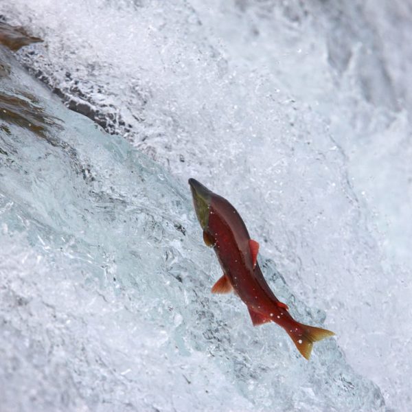 Alaska Luxury Vacation Katmai National Park Salmon Run Jumping
