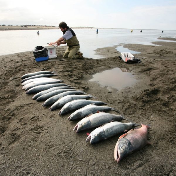 Alaska Luxury Vacation Kenai Fishing End Of Day