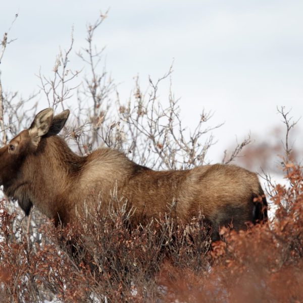 Alaska Luxury Vacation Nome Moose