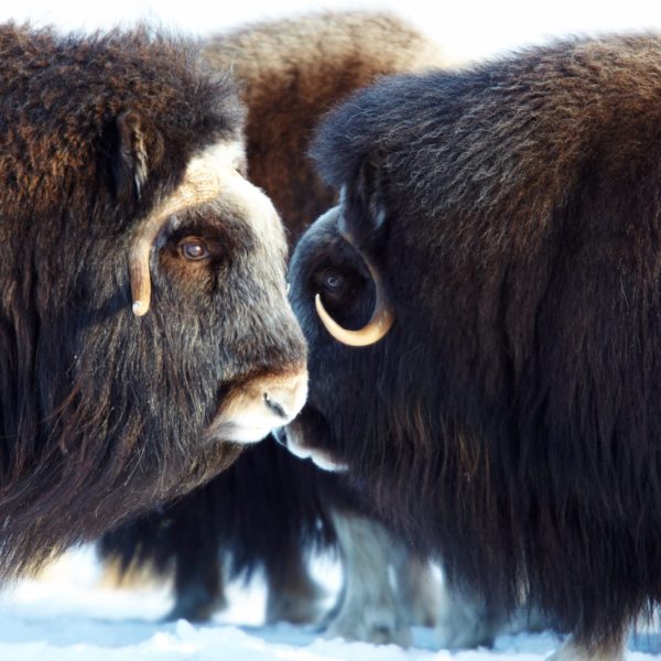 Alaska Luxury Vacation Nome Musk Ox