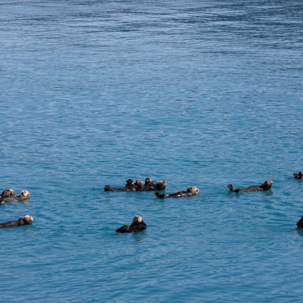 Alaska Luxury Vacation Prince William Sound Otters Swimming