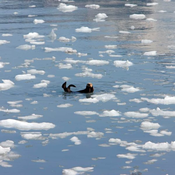 Alaska Luxury Vacation Prince William Sound Sea Otter Floating Ice