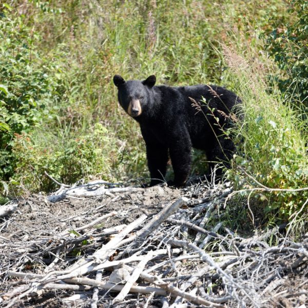 Alaska Luxury Vacation Redoubt Bay Black Bear