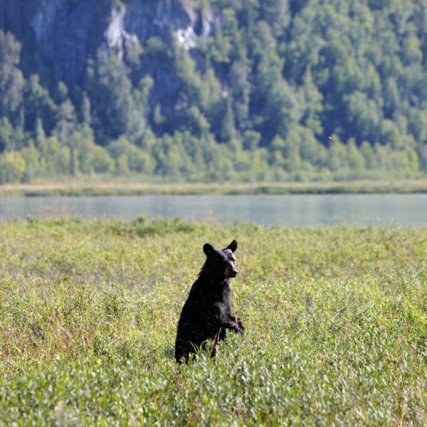 Alaska Luxury Vacation Redoubt Bay Black Bear Standing