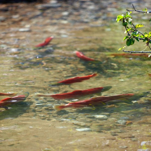 Alaska Luxury Vacation Redoubt Bay Salmon Swimming