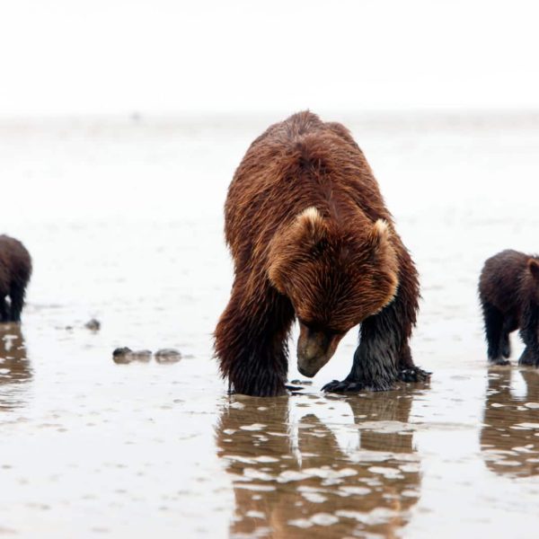 Alaska Luxury Vacation Silver Salmon Creek Lodge Bear And Cubs