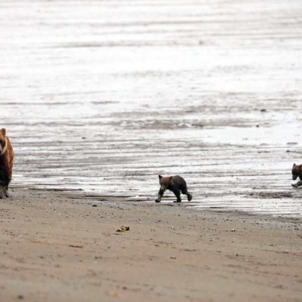 Alaska Luxury Vacation Silver Salmon Creek Lodge Bear And Two Cubs