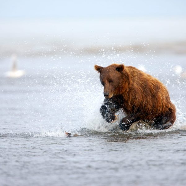Alaska Luxury Vacation Silver Salmon Creek Lodge Bear Playing In Water
