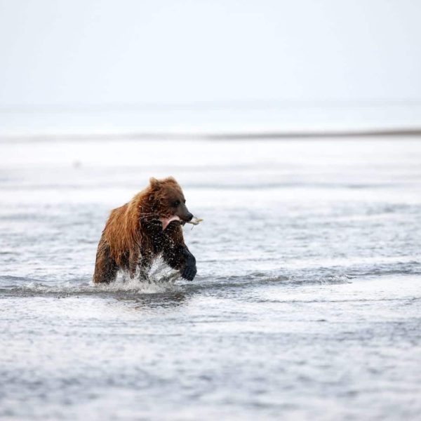 Alaska Luxury Vacation Silver Salmon Creek Lodge Bear Salmon Fishing
