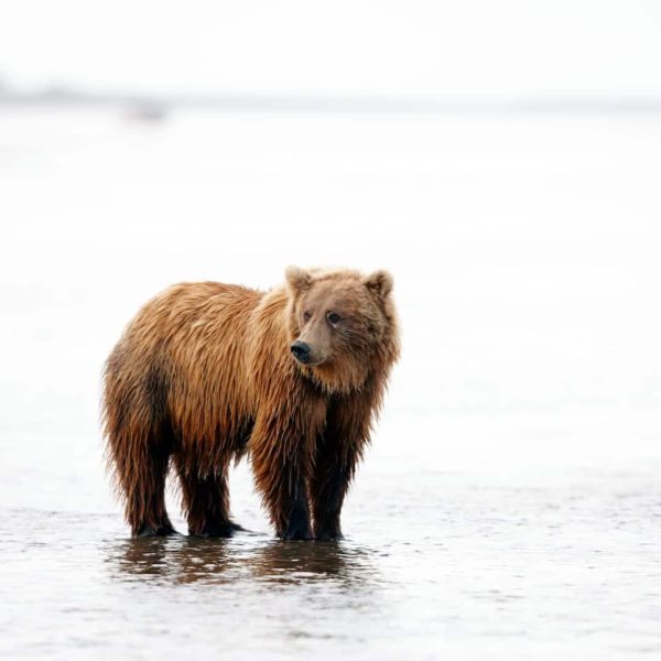 Alaska Luxury Vacation Silver Salmon Creek Lodge Bear Watching