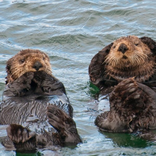 Alaska Luxury Vacation Sitka Two Otters