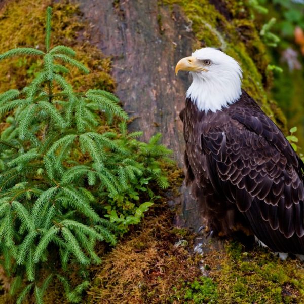 Alaska Luxury Vacation Wrangell Bald Eagle