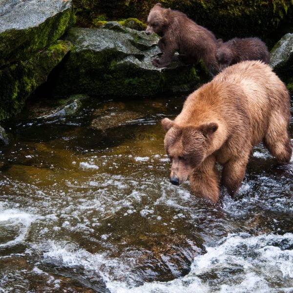 Alaska Luxury Vacation Wrangell Bears Fishing