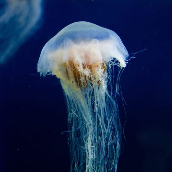 Aquarium Melbourne Vic Luxury Australia Vacation