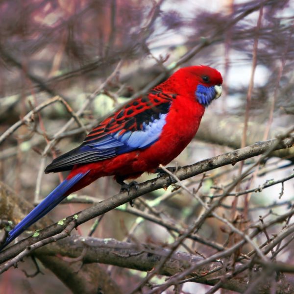 Blue Mountains Nsw Bird Luxury Australia Vacation