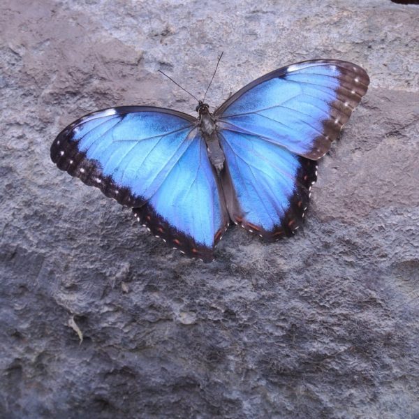 Butterfly Costa Rica Insect